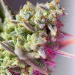 SWEET SEEDS - SWEET MIMOSA XL AUTO® FEM (SWS94)