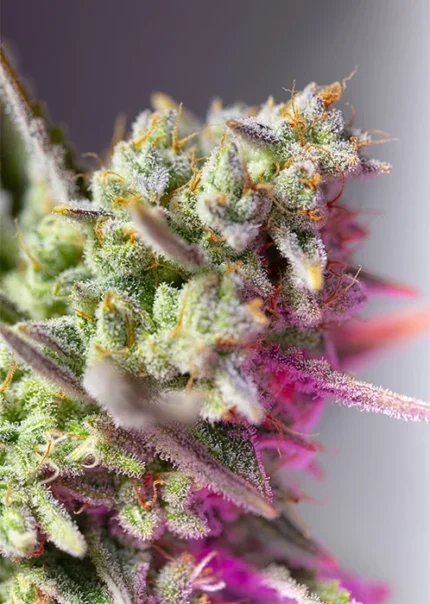 SWEET SEEDS - SWEET MIMOSA XL AUTO® FEM (SWS94)