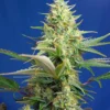 SWEET SEEDS - SWEET PURE AUTO CBD® FEM (SWS65)