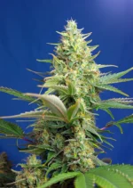 SWEET SEEDS - SWEET PURE AUTO CBD® FEM (SWS65)