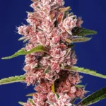 GRAINES DOUCES - TROPICANNA POISON F1 FAST VERSION® FEM (SWS585)