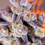 SWEET SEEDS - TROPICANNA POISON XL AUTO® FEM (SWS95)