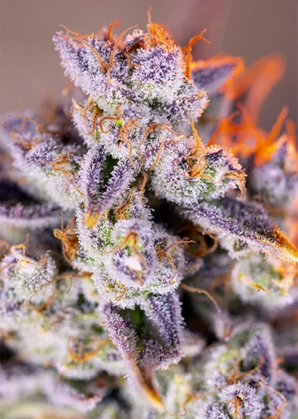 GRAINES DOUCES - TROPICANNA POISON XL AUTO® FEM (SWS95)