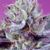 SÜSSE SAMEN - DIABLO'S DELIGHT XL AUTO FEM (SWS113)