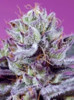 SWEET SEEDS - DIABLO'S DELIGHT XL AUTO FEM (SWS113)
