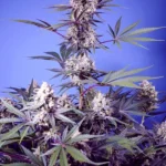 SWEET SEEDS - MENTAL RAINBOW F1 FAST VERSION FEM