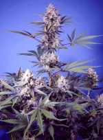 SWEET SEEDS - MENTAL RAINBOW F1 FAST VERSION FEM