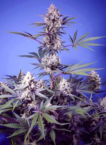 SWEET SEEDS - MENTAL RAINBOW F1 FAST VERSION FEM