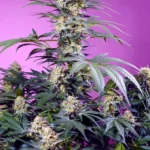 SWEET SEEDS - MONSTER MAKER FEM (SWS117)