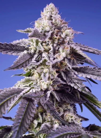 SWEET SEEDS - PERMANENT JEALOUSY XL AUTO FEM (SWS115)