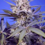 SWEET SEEDS - PINEAPPLE SLUSH XL AUTO FEM (SWS114)