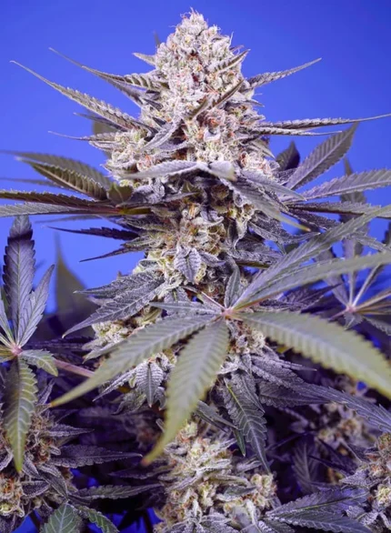 GRAINES DOUCES - PINEAPPLE SLUSH XL AUTO FEM (SWS114)
