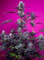 GRAINES DOUCES - STUDIO 54 STARDUST AUTO FEM (SWS116)