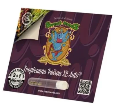 SÜSSE SAMEN - TROPICANNA POISON XL AUTO® FEM (SWS95) – Bild 2