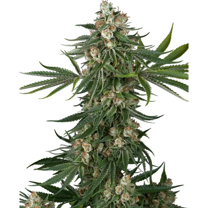 MARQUE BLANCHE - FALLOUT OG FEM – Image 1