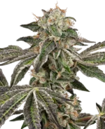 MARCA BLANCA - RUNTZ AUTO FEM