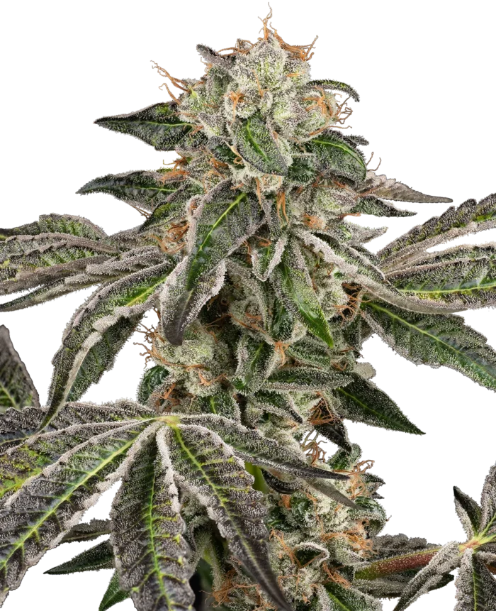 MARCA BLANCA - RUNTZ AUTO FEM - Imagen 1
