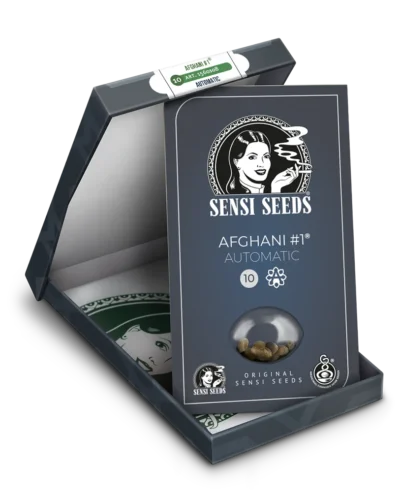 SENSI SEEDS BANK - AFGHANI #1 AUTOMATIC FEM – Bild 2