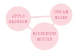 HUMBOLDT SEEDS COMPANY - APPLE BLOSSOM FEM – Image 2