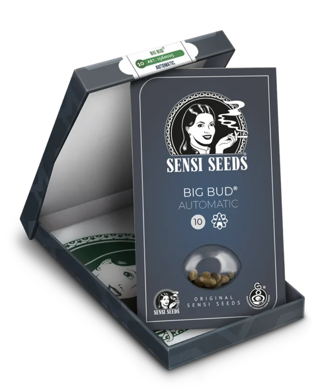 BANCO DE SEMILLAS SENSI - BIG BUD AUTOMATICA FEM - Imagen 2