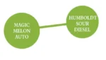 HUMBOLDT SEEDS COMPANY - SOUR APPLE AUTO - immagine 2