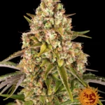 BARNEY'S FARM - CRITICAL KUSH AUTO FEM Disponible hasta fin de existencias