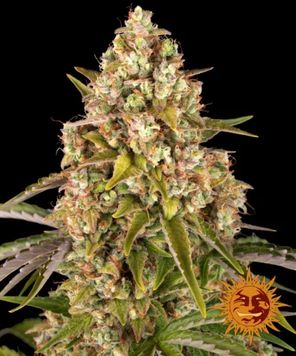 BARNEY'S FARM - CRITICAL KUSH AUTO FEM Disponible hasta fin de existencias
