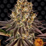 BARNEY'S FARM - GELATO #45 FEM Disponibili fino a fine scorte