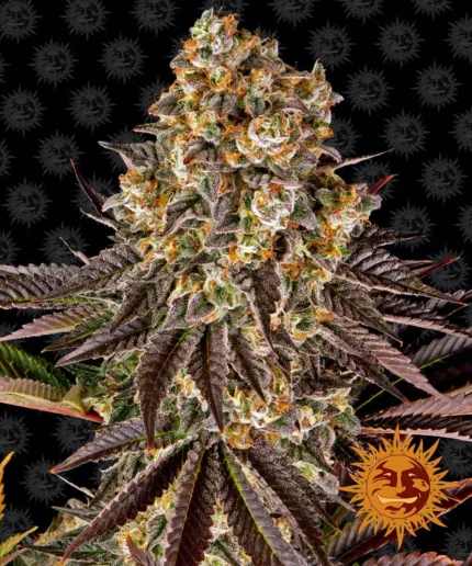 BARNEY'S FARM - GELATO #45 FEM Available while stocks last