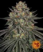 BARNEY'S FARM - LEMON DRIZZLE FEM Available while stocks last