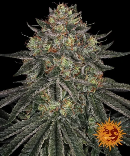 BARNEY'S FARM - LEMON DRIZZLE FEM Available while stocks last
