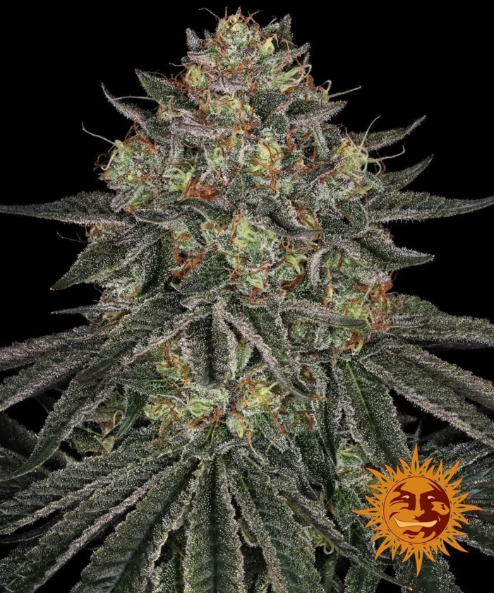 BARNEY'S FARM - LEMON DRIZZLE FEM Available while stocks last - Image 1