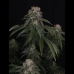 FAST BUDS - GG4 FEM - immagine 2