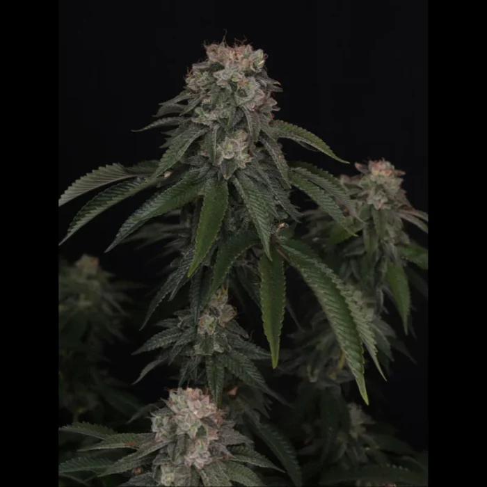 FAST BUDS - GG4 FEM - immagine 2