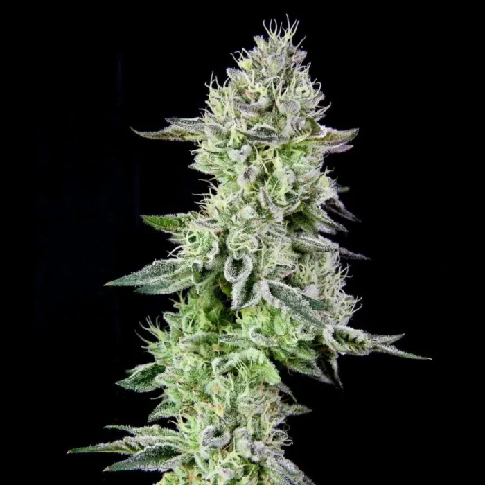 GRATEFUL SEEDS - BARBARA'S PIE FEM (ORIGINAL EDITION) - immagine 1
