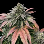 GRATEFUL SEEDS - BOOBIES FEM (LIMITED EDITION)