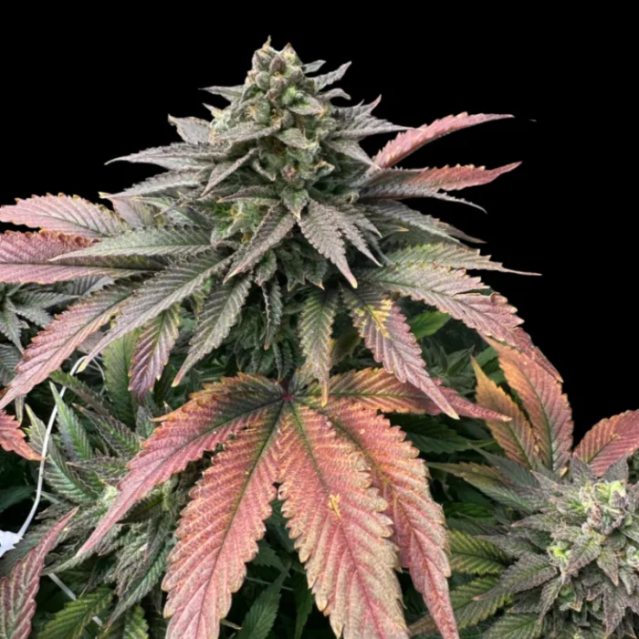 GRATEFUL SEEDS - BOOBIES FEM (LIMITED EDITION) - Image 1