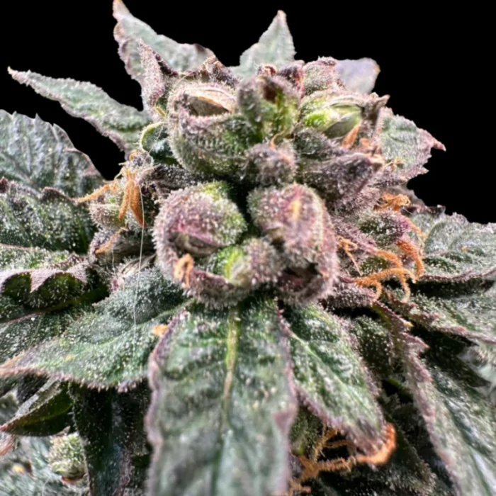 GRATEFUL SEEDS - BRO SIENCE FEM (ORIGINAL EDITION) - immagine 1
