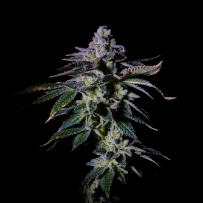 GRATEFUL SEEDS - GAS MINT FEM (ONE SHOT EDITION) | 5 SEEDS – Bild 1