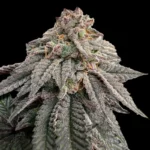 GRATEFUL SEEDS - HASH BELT FEM (LIMITED EDITION)