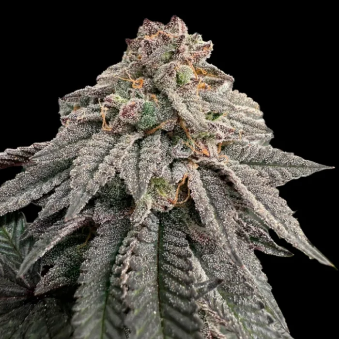 GRATEFUL SEEDS - HASH BELT FEM (LIMITED EDITION) - immagine 1