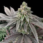GRATEFUL SEEDS - HONEY PAM FEM (LIMITED EDITION)