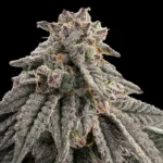 GRATEFUL SEEDS - MEAT GRINDER FEM (ONE SHOT EDITION) | 5 SEEDS