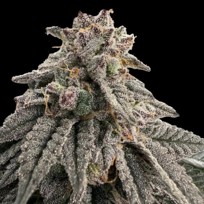 GRATEFUL SEEDS - MEAT GRINDER FEM (ONE SHOT EDITION) | 5 SEEDS – Bild 1