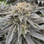 GRATEFUL SEEDS - MIDNIGHT ZLAPT FEM (ORIGINAL EDITION)