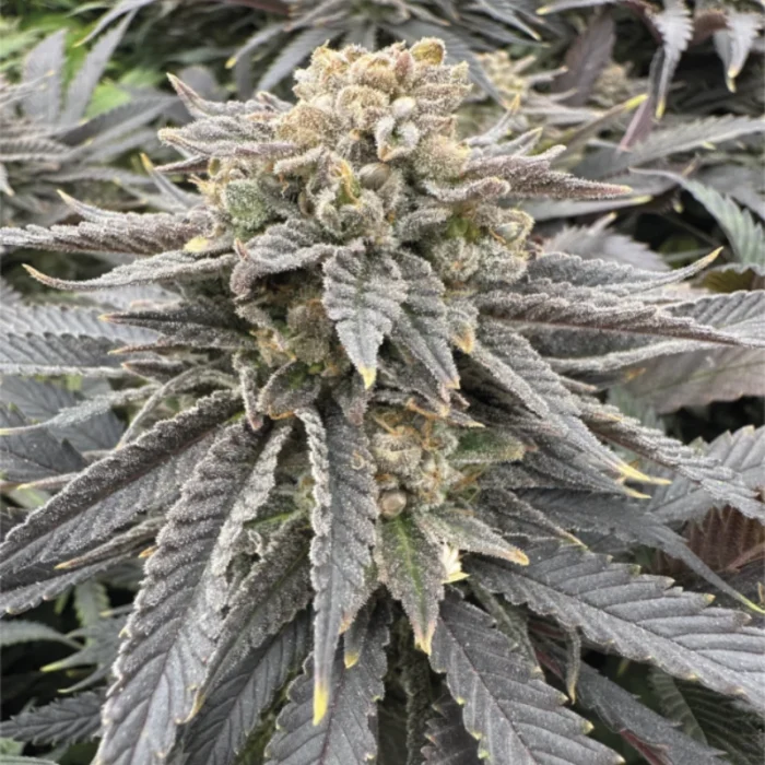 GRATEFUL SEEDS - MIDNIGHT ZLAPT FEM (ORIGINAL EDITION) - immagine 1