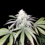 GRATEFUL SEEDS - MIND FUELZ FEM (LIMITED EDITION)