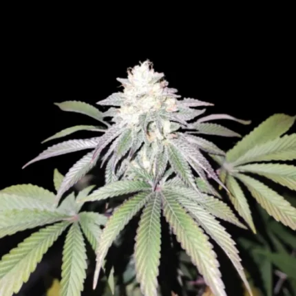 GRATEFUL SEEDS - MIND FUELZ FEM (LIMITED EDITION)