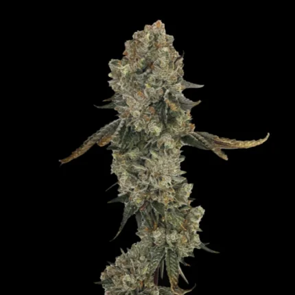 GRATEFUL SEEDS - OBSESSION FEM (ORIGINAL EDITION)