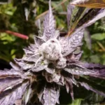 GRATEFUL SEEDS - ORANGE GROOVY BX FEM (ORIGINAL EDITION)